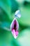 Delicate butterfly on a clematis bud in a magical garden. Summer natural image.