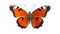 Delicate butterfly photo realistic illustration - Generative AI.
