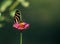 A delicate butterfly on pink flower