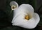 Delicate Calla Lillies blooming