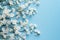 Delicate charm White gypsophila or babys breath on blue background