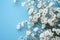 Delicate charm White gypsophila or babys breath on blue background