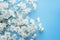 Delicate charm White gypsophila or babys breath on blue background