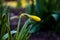 Delicate charming yellow daffodils growing in the garden in the morning spring sunshine