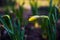 Delicate charming yellow daffodils growing in the garden in the morning spring sunshine