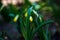 Delicate charming yellow daffodils growing in the garden in the morning spring sunshine