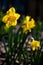 Delicate charming yellow daffodils growing in the garden in the morning spring sunshine