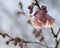 Delicate cherry blossoms in spring sunshine