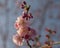 Delicate cherry blossoms in spring sunshine