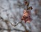 Delicate cherry blossoms in spring sunshine