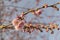 Delicate cherry blossoms in spring sunshine