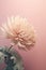 Delicate chrysanthemum flower on pastel pink background