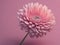 Delicate chrysanthemum flower on pastel pink background. ai generative