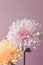 Delicate chrysanthemum flowers on pastel pink background