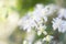 Delicate Clematis vitalba flowers on a summer day, colorful bright soft background