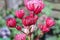 Delicate closeup view of pink masterwort flower heads