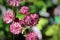 Delicate closeup view of pink masterwort flower heads