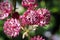 Delicate closeup view of pink masterwort flower heads