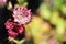 Delicate closeup view of pink masterwort flower heads