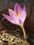 Delicate Colchicum autumn crocus flower