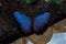 Delicate colorful cultured butterfly in the butterfly house in close-up