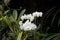 Delicate colorful flowers orchids growing in a natural environment in botanical orchard