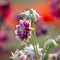 Delicate columbine flower Aquilegia vulgaris