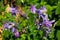 Delicate columbine flower Aquilegia vulgaris in garden