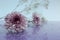 Delicate composition of lilac flowers with reflection on a soft blurred background