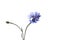 Delicate cornflower on a white background