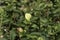 Delicate cotton flower closeup among green foliage