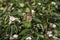 Delicate cotton flower closeup among green foliage