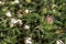 Delicate cotton flower closeup among green foliage