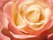 Delicate cream pink rose flower