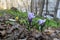 Delicate crocuses in spring day. Nature in city. Greening of town yard