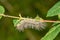 Delicate Cycnia Caterpillar - Cycnia tenera