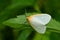 Delicate Cycnia Moth - Cycnia tenera