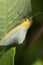 Delicate cycnia moth on a milkweed leaf in Vernon, Connecticut.