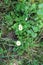 Delicate daisies bloom in the garden in spring