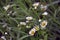 Delicate daisies in the spring.