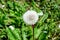 Delicate dandelion puffs or Taraxacum flowers in a garden in a sunny spring day