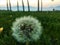 Delicate dandelions, peace, fairytale and countryside. Make a wish!