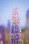 Delicate deep blue and pink flowers of lupinus, lupin or bluebonnets on long stems, environmental concept