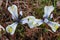 Delicate Diminutive Dwarf Iris Katharine Hodgkin