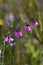 Delicate drooping flowers of the native Australian Black Eyed Susan, Tetratheca shiressii, family Elaeocarpaceae