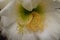 Delicate durable white cactus flower in a botanical garden