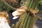 Delicate durable white cactus flower in a botanical garden