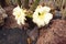 Delicate durable white cactus flower in a botanical garden