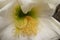 Delicate durable white cactus flower in a botanical garden