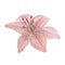 Delicate dusky pink lily flower isolated watercolor illustration garden plant simple drawing for greeting cards,